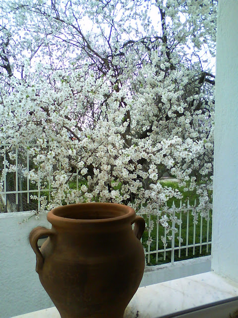 pring in Loutraki, almond blossom seen through my window Loutraki Greece Photo Greeker than the Greeks